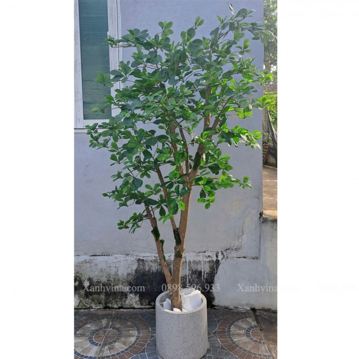 cây thiên lộc giả kích thước 200cm